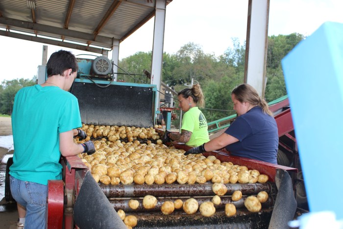 A Troyer Farm worker sorts potatoes on a conveyor system.