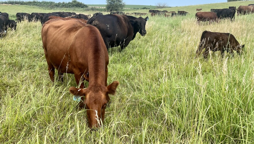 A brown cow reaches out to graze in a field, surrounded by other cows from the herd.