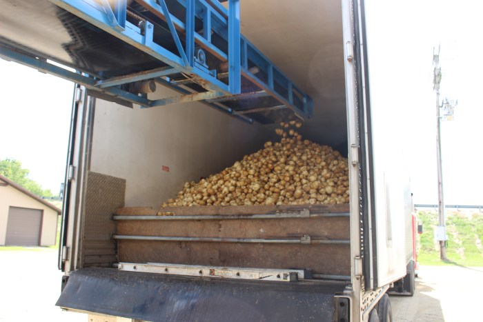 Thousands of potatoes were loaded onto trucks from a conveyor.